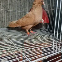 جفت زرد سرخ دم سفید روی جوجه|پرنده|گلبهار, نوبهار|دیوار