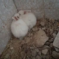 بچه خرگوش سفید