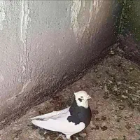 ماده دمب سوسنی