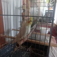 عروس هلندی جوان|پرنده|رشت, ولکس|دیوار