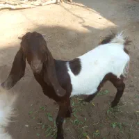 گوسفند ومیش توافقی