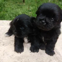 واگذاری غیر رایگان تعدادی پت|سگ|سنگر, |دیوار