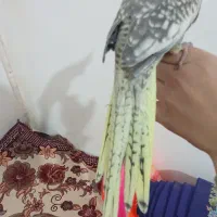 عروس ماده|پرنده|قم, ولیعصر|دیوار