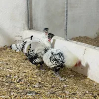 فروش مرغ وخروس زینتی اپنزلر سیلور|حیوانات مزرعه|هشتگرد, هیو|دیوار