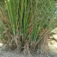 رامشیر روستای ازاده پاجوش برحی ستعمران خلاص نخل نر|خدمات باغبانی و درختکاری|رامشیر, |دیوار