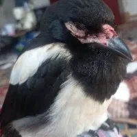 پرنده گمشده