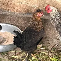 مرغ خانگی|حیوانات مزرعه|فرخ‌شهر, |دیوار