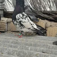 کفتر کله دم سیاه