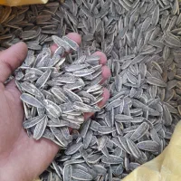 فروش تخمه کانادایی درجه ۱