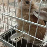 خرگوش با وسایل|موش و خرگوش|اراک, |دیوار