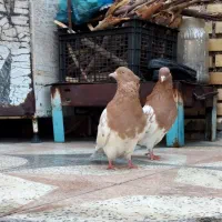 کله پرتقالی|پرنده|شوشتر, |دیوار