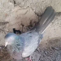 ماده خاکی پر