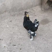 خروس زینتی قشنگ|حیوانات مزرعه|سیروان, |دیوار