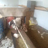 فروش بز وبزغاله،|حیوانات مزرعه|فرخشهر, |دیوار