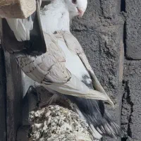 کبوتر|پرنده|چغادک, |دیوار