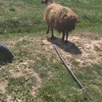 میش با بره درشت