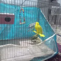 دوعددمرغ عشق