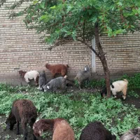 تعدادی نربزغاله جنس نربزدرشت