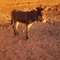 ماده خر|حیوانات مزرعه|تربت جام, میان جام|دیوار