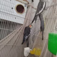 عروس هلندی مولد