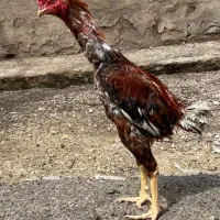 خروس لاری ترک