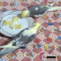 پرنده عروس هلندی