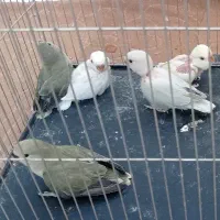 کوتوله عروس هلندی