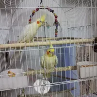 عروس هلندی مولد