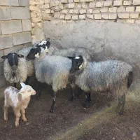 میش رومانوف (گوسفند )