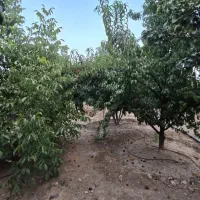 باغ ۲۱۰۰متری خانزنیان|فروش زمین و ملک کلنگی|شیراز, فخرآباد (دروازه کازرون)|دیوار