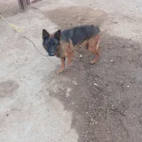 واگذاری سگ|سگ|دزفول, |دیوار