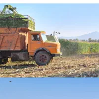 حمل بار ذرت علوفه ای