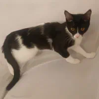 واگذاری گربه|گربه|کاشان, فاز ۲ ناجی آباد|دیوار