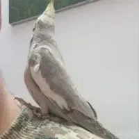 عروس هلندی جفت و دستی