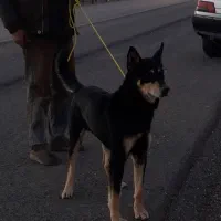 سگ دو رگه از ژرمن و دوبرمن