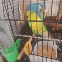 مرغ عشق..معاوضه با قناری نر بشرت خوندن