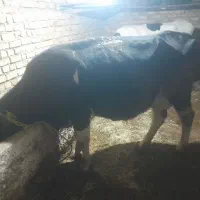 گاو جنس درجه یک