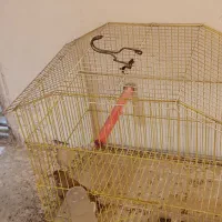 سهره خاکی و سهره نر همراه با قفس