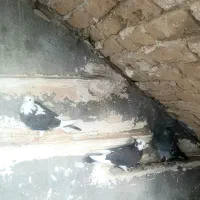 کبوتر بگرد
