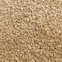 گندم درجه یک