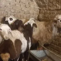 بره قوچ گوسفند میش شیشک