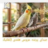 یک عروس هلندی پیدا شده
