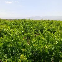 باغ-محصور-انگور-اتوبان-ابهر-موقعیت-سرمایه-گذاری