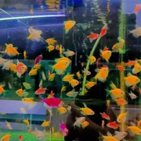 ماهی زینتی|ماهی|سبزوار, پیام|دیوار