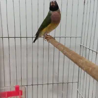 فنچ گلدین|پرنده|علیآباد کتول, |دیوار