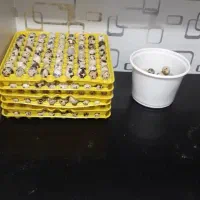 تخم بلدرچین