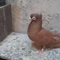 جفت کبوتر صربستانی