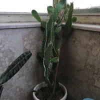 گل گلدان کاکتوس|گل و گیاه طبیعی|کرمانشاه, |دیوار