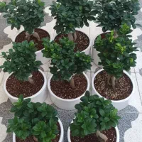 بنسای جینسینگ