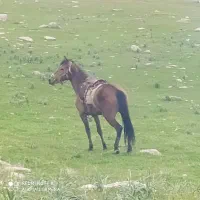 اسب مادیان
